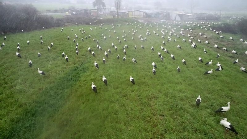 Çekmeköy’de göçe mola veren leylekler güzel görüntüler oluşturdu