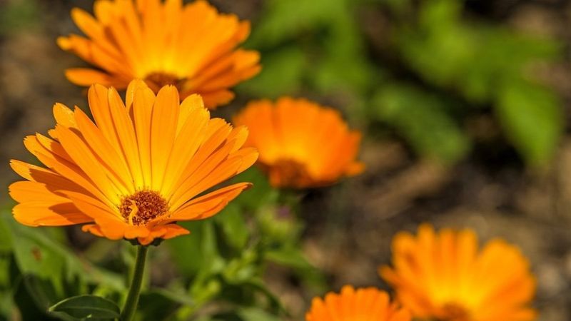 Aynısefa nedir, faydaları nelerdir? Aynısefa bitkisi nasıl kullanılır?