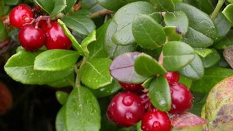 Ayı üzümü nedir, faydaları nelerdir? Ayı üzümü çayı nasıl yapılır?