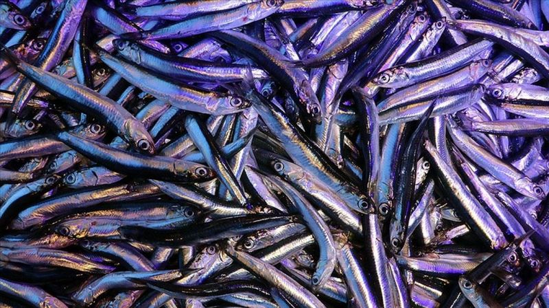 Hamsi ihracatı iki ayda 1 milyon 800 bin dolar kazandırdı