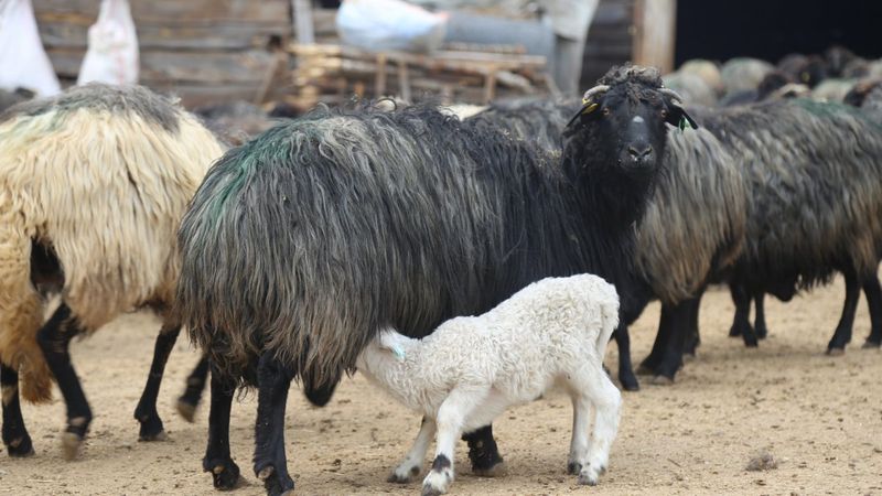 Artvin’de kuzuların anneleri ile buluşma anı