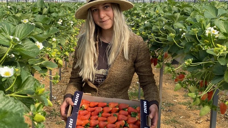 Antalya’da topraksız çilekte hasat bereketi