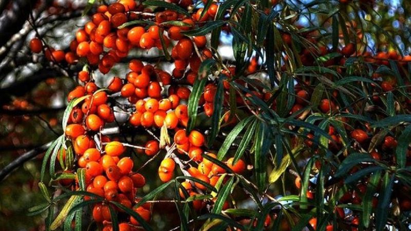 İğde nedir, faydaları nelerdir? İğde yaprağı nasıl kullanılır?