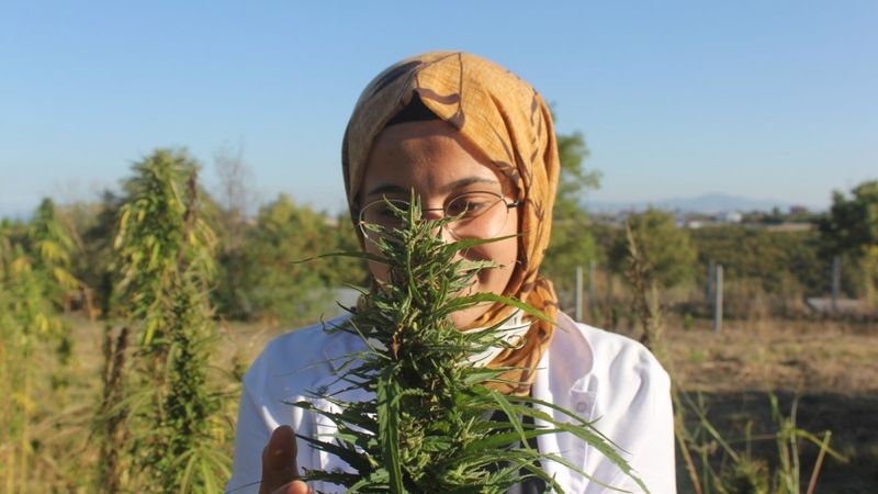 İlk tescilli endüstriyel kenevir tohumumuz 'Vezir' ve 'Narlı' oldu