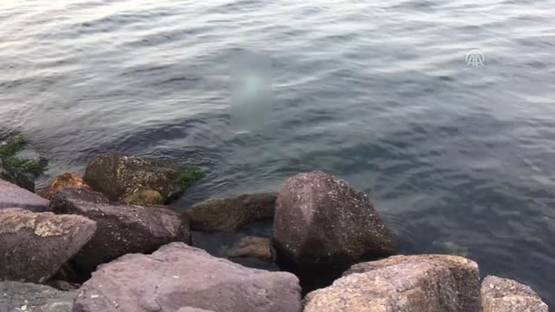 Kocaeli'de bir kadının cansız bedeni kayalıklarda bulundu