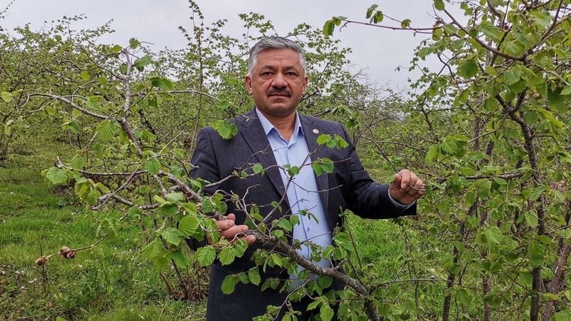 Ordu’da fındığı zirai don vurdu