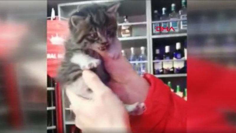 İzmit’te bina boşluğuna düşen kediyi duvarı delerek kurtardılar