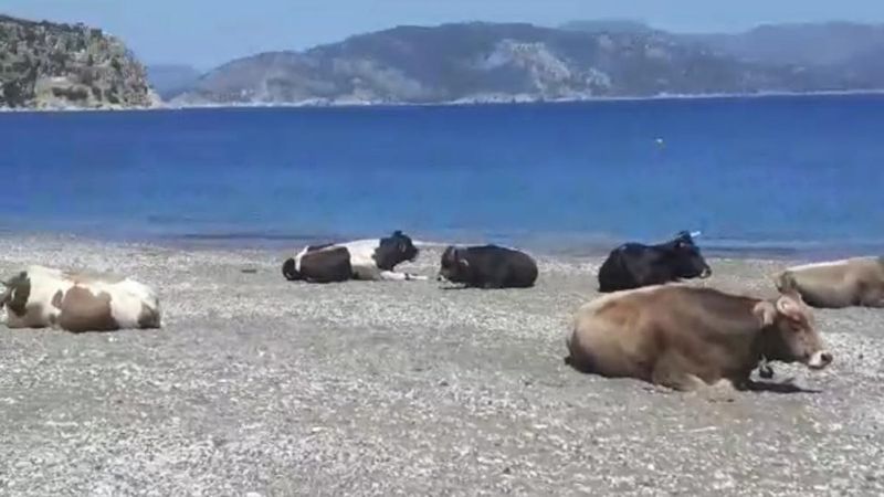 Muğla'da plajın sürpriz misafirleri görenleri şaşırttı