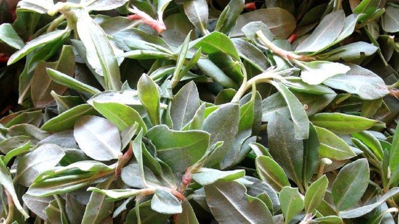 Madımak otu nedir, faydaları nelerdir? Madımak otu nasıl kullanılır? Madımak yemeği tarifi..