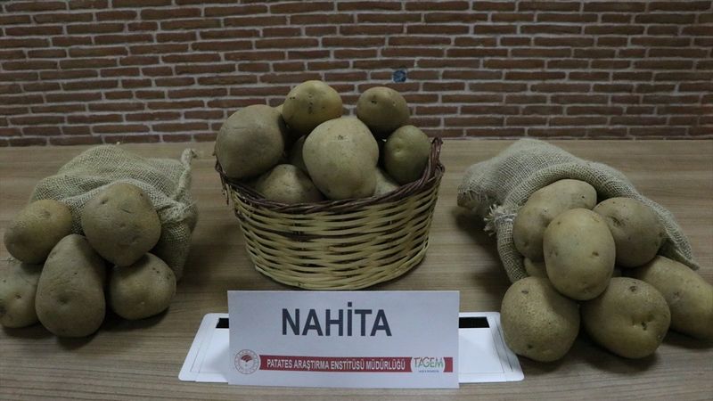 Yerli patates çeşidi 'Nahita' Avrupa yolunda