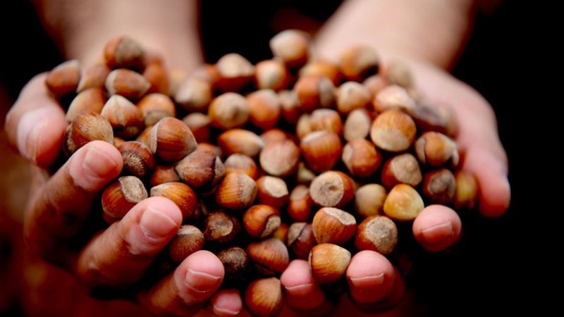 Fındık fiyatı haftayı düşüşle kapatıyor