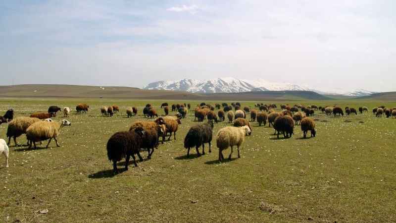 Ağrı’da aylardır kapalı kalan koyunlar yaylalara çıktı