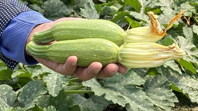 Antalya Aksu'dan Avrupa’ya mini kabak gidiyor