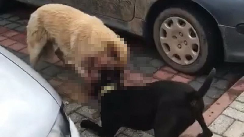Bursa’da sokak köpeğine pitbull saldırdı