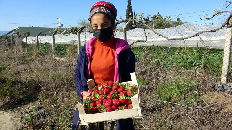 Aydın'da çilekte sezon başladı