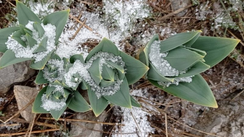 Kahramanmaraş’ta çiriş otu sofraları süslüyor