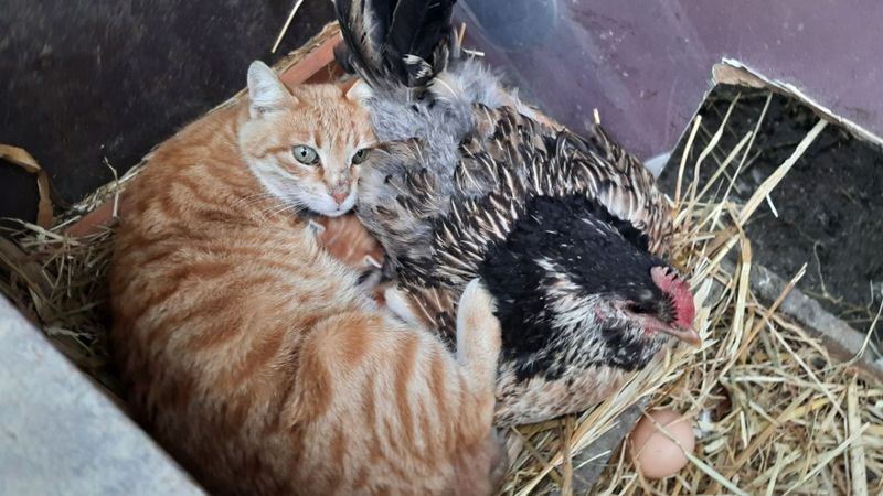Tavuk, kedi yavrularına annelik yapıyor