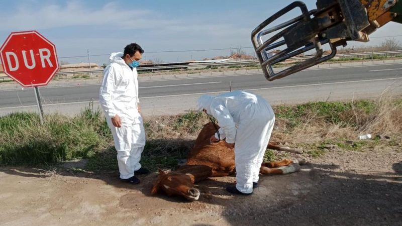 Aksaray'da otomobilin çarptığı yaralı at, çiftçinin dikkati sayesinde kurtuldu