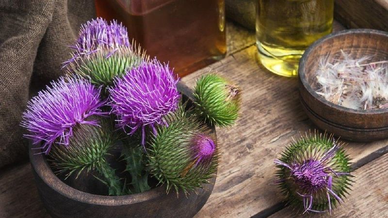 Karaciğer dostu: Eşek dikeni nedir, faydaları nelerdir? Eşek dikeni (deve dikeni) kullanımı..