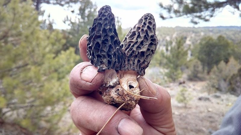 Denizli’de kuzugöbeğini kuraklık vurdu