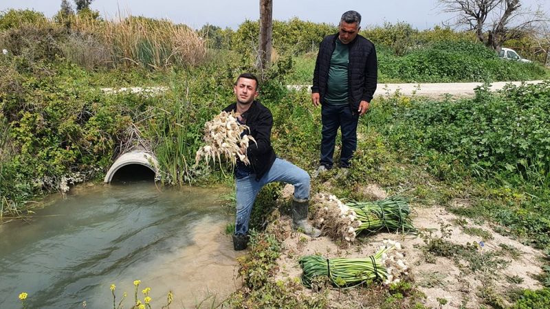 Mersin Silifke'de sarımsak hasadı başladı