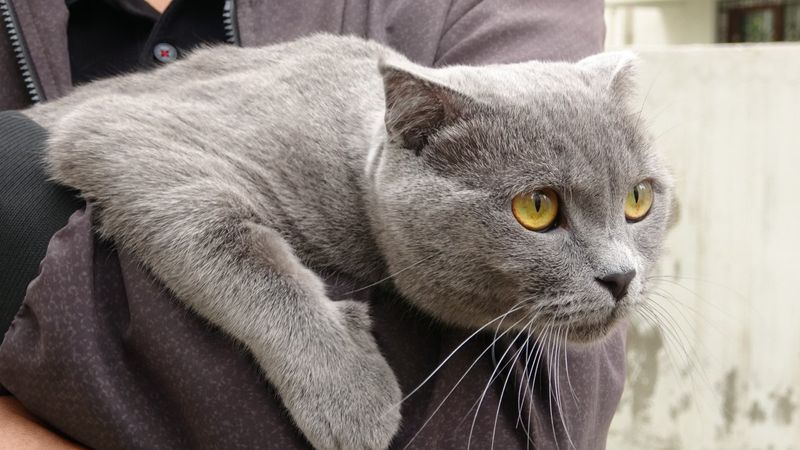 Van'da dördüncü kattan aşağı düşen kediye hiçbir şey olmadı