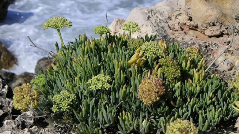 Mide ekşimesine doğal çözüm: Kaya koruğu nedir, faydaları nelerdir?