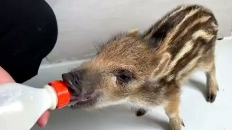 Afyonkarahisar'da annesi ölen yaban domuzu biberonla besleniyor