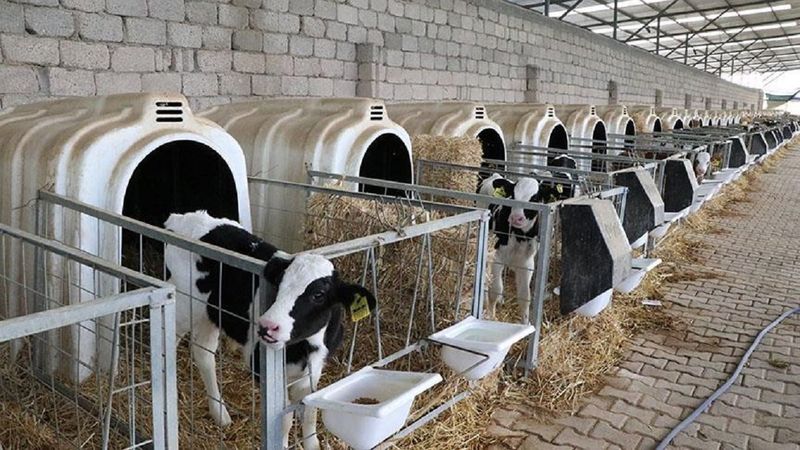 Hayvancılık destek ödemeleri başladı mı? Bakan Pakdemirli açıkladı