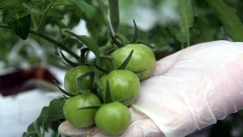 Yatırımcılar jeotermal seraya yönlendiriliyor