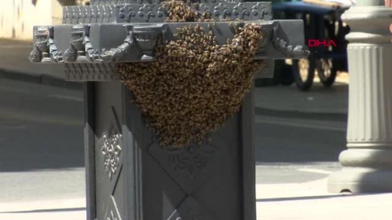 İzmit'te saat direğine yuva yapan arılar kovana alındı