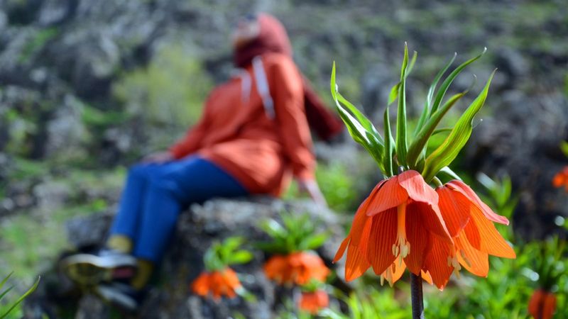 Muş’ta ters laleleri koparanlara 80 bin 465 TL ceza