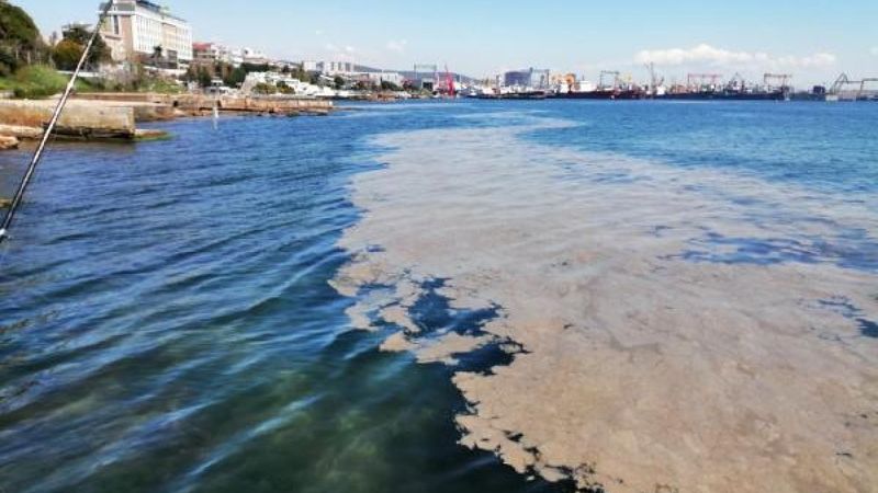 İstanbul Tuzla'da sahil deniz salyasıyla kaplandı