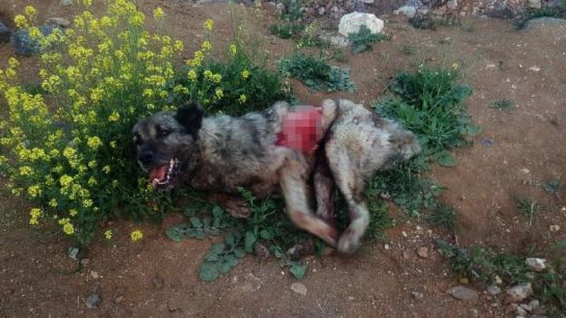 Gaziantep'te tırın çarptığı köpek tedavi altında