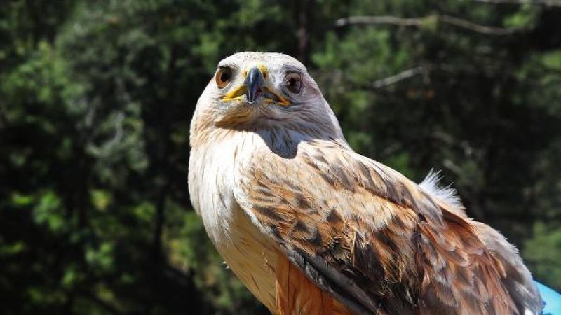 Manisa'da tedavi edilen yaralı şahin doğaya bırakıldı
