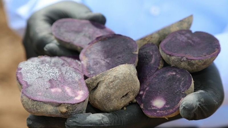 Sivas'ta 'mor patatesin' ekim sezonu başladı