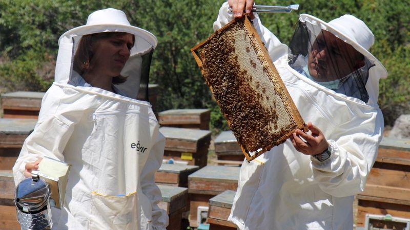 Mersin'de ilk bal hasadı