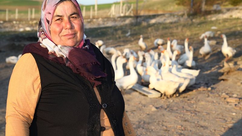 Ankaralı ev hanımı, hobi için aldığı civcivlerle kaz çiftliği kurdu