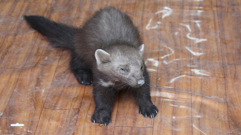 Karaman'da bir iş yerine giren sansar ilgi odağı oldu