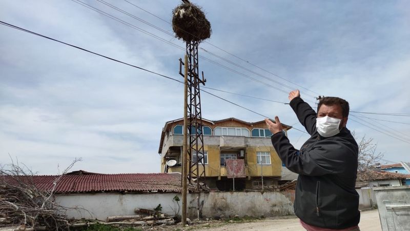 Amasya'da mahalleliye leylekler rehberlik ediyor