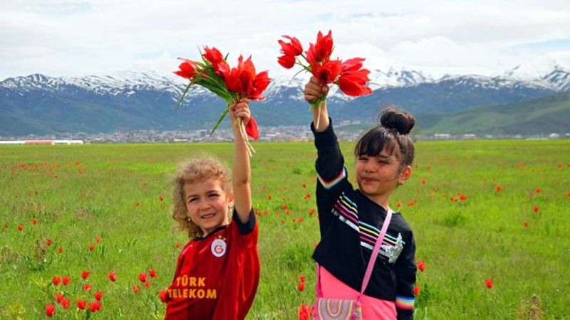 Muş'ta laleler kartpostallık görüntüler oluşturdu