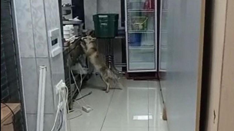 Sivas'ta dinlenme tesislerine gelen tilki ilgi çekti