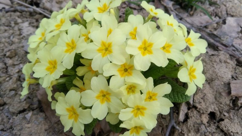 Amasya yaylarında açan dağ çiçeklerinden görsel şölen