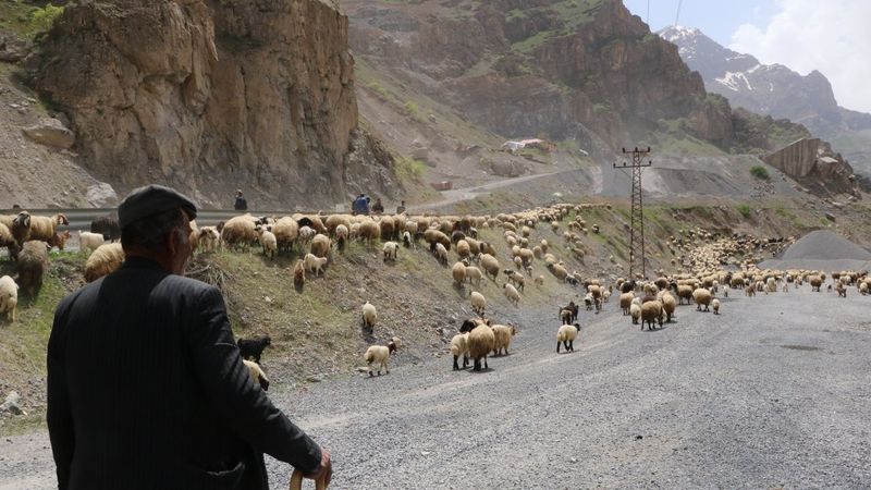Hakkari'de yaylalara göç başladı