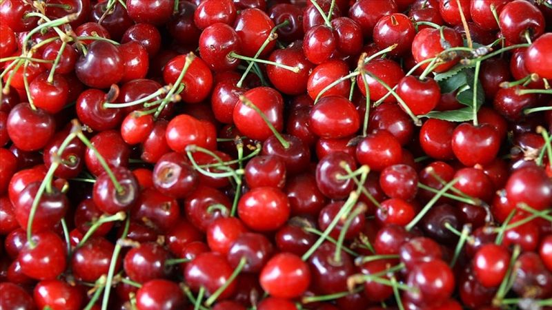 Kiraz ihracatımız arttı