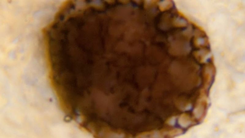 Yeni keşfedilen 1 milyar yıllık mikro fosil kayıtlara geçmiş en eski çok hücreli canlı olabilir