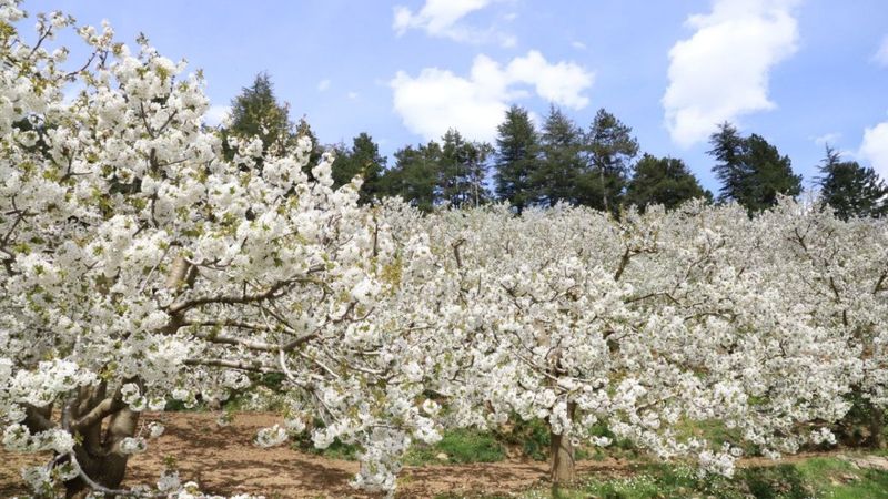 Kahramanmaraş'ta kiraz ağaçları çiçek açtı