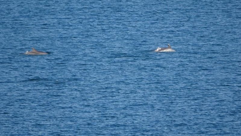 Çanakkale'de yunus balıklarından şov