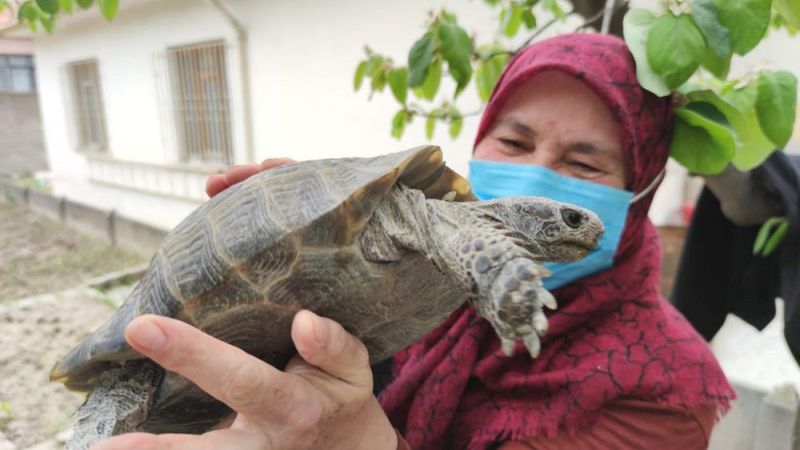 Amasya'da 15 yıl önce bulduğu kaplumbağaya bakıyor: Terliğin içinde besledim
