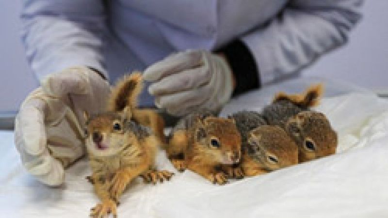 Denizli'de ölmek üzereyken bulunan yavru sincaplar hayata tutundu